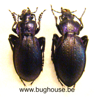 Mesocarabus problematicus n.solutus (France) ♂︎+♀︎