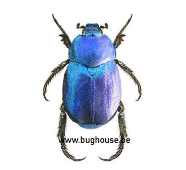 Hoplia coerulea (France)