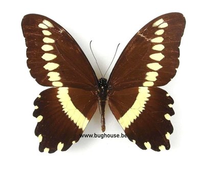 Papilio gallienus (RCA)