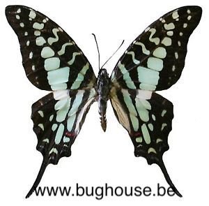 Graphium Antheus (Tanzania) 