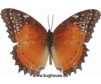 Cethosia Biblis (Philippines)  UPPER SIDE