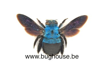 Xylocopa caerulea (China)