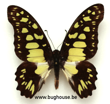 Graphium Tynderaeus (RCA) ♂︎