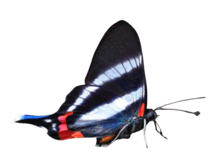 Rhetus Periander (Peru) underside