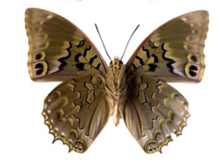 Charaxes Smaragdalis (RCA) underside