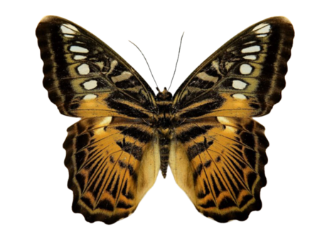 Parthenos sylvia brunnea (Indonesia) 