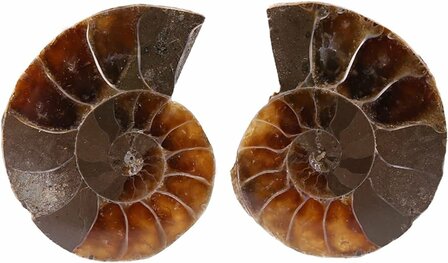 Set of 2 nautilus shell - Madagascar