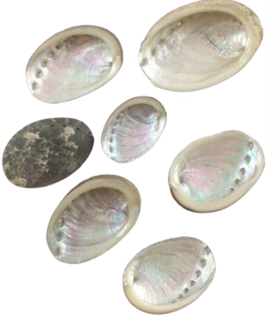 Haliotis pulcherrima shells - 30 to 60mm size ( 8 Pieces )