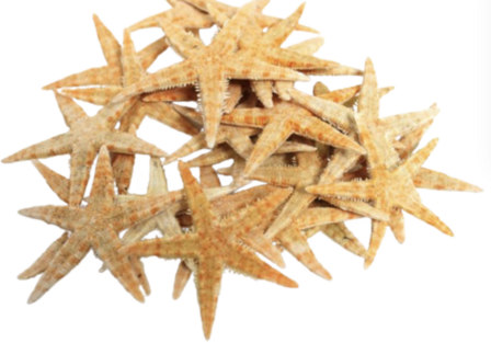 10 pieces of Sugar Seastars  30-70mm