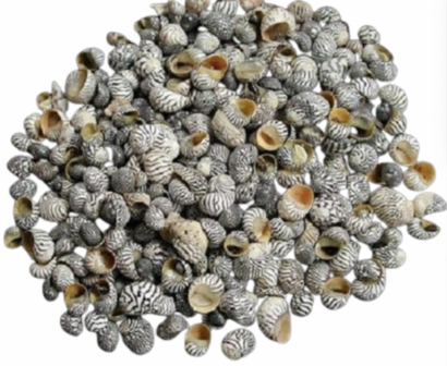 70gr Nerita Polita Muscheln (+/- 10-20mm)