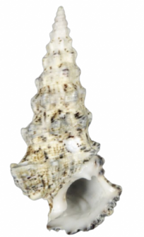 2 St&uuml;ck Muschel &bdquo;Cerithium Nodulosum&ldquo; +/- 95 mm