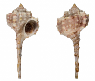 1 Piece of &quot;Murex Haustellum&quot; seashell +/- 110-120mm