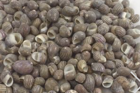 40 gr de coquilles Nerita Polita ZEBRA (+/- 10-20mm)