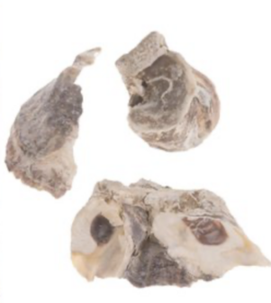 8 Pieces of &quot;oyster shells&quot; +/- 50-70mm