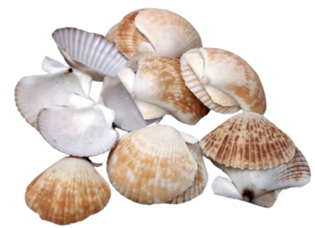 8 morceaux de coquilles &quot;Pecten Vexillum&quot; +/-70-90mm