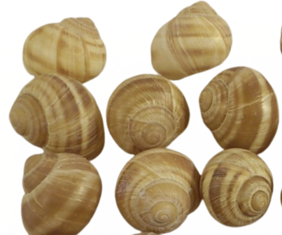 3 Natural snails shell 50-60mm