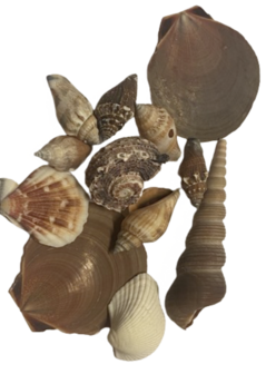 Bag of mixed sea shells