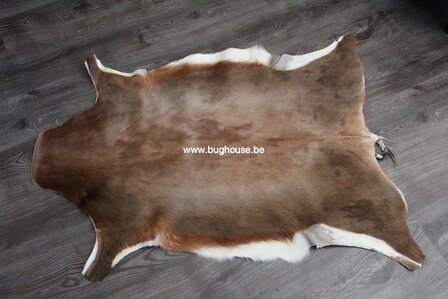 Blesbok skin - Damaliscus pygargus phillipsi - 