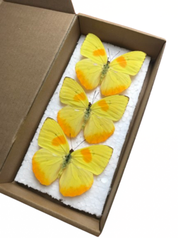 Set mit 3 aufgestrichenen Phoebis Philea Butterlifes (montiert)