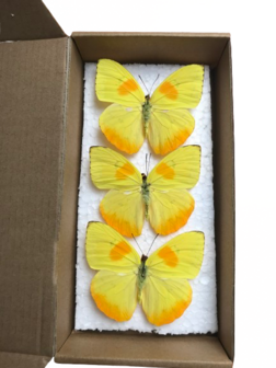 Set mit 3 aufgestrichenen Phoebis Philea Butterlifes (montiert)