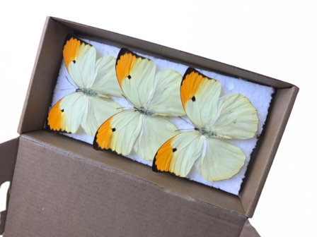 Set mit 3 aufgestrichenen Anteos Menippe Butterlifes (montiert)