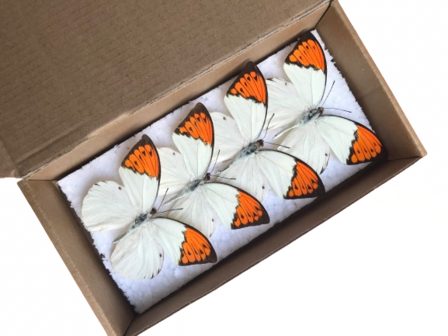 Set of 4 spread Hebomia Glaucippe Celebensis butterflies (Mounted)