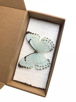 Spread (1piece) Morpho Catenaria