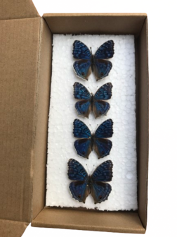 Set mit 4 aufgestrichenen Precis Rhadama Butterlifes (montiert)