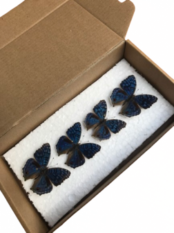 Set mit 4 aufgestrichenen Precis Rhadama Butterlifes (montiert)