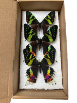 Set of 3 spread Urania Ripheus butterflies (Mounted)