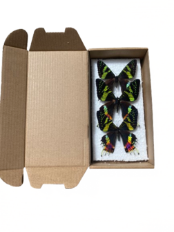 Set of 3 spread Urania Ripheus butterflies (Mounted)