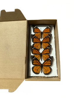 Ensemble de 4 papillons Danaus Plexippus (Mounted) Ailes ouverte