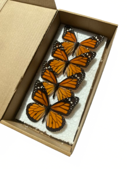 Ensemble de 4 papillons Danaus Plexippus (Mounted) Ailes ouverte