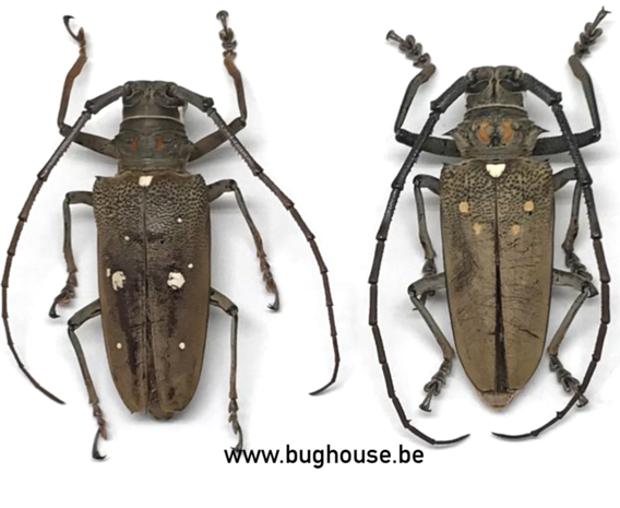 Batocera Rufomaculata (Madagascar) ♂︎+♀︎ **PAIR**