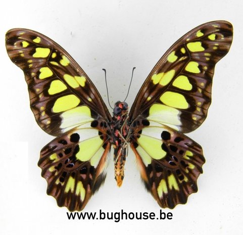 Graphium Tynderaeus (RCA) ♂︎ Underside