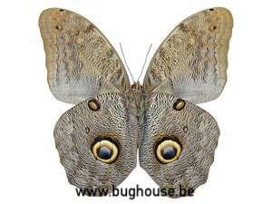 Caligo eurilochus livius (Peru) underside