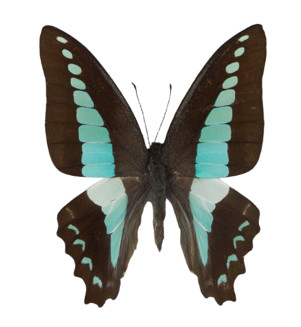 Graphium Sarpedon (Philippines)