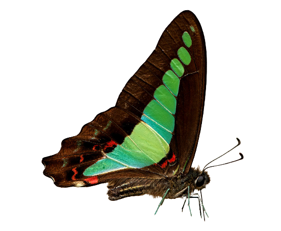 Graphium Sarpedon (Philippines) UNDERSIDE