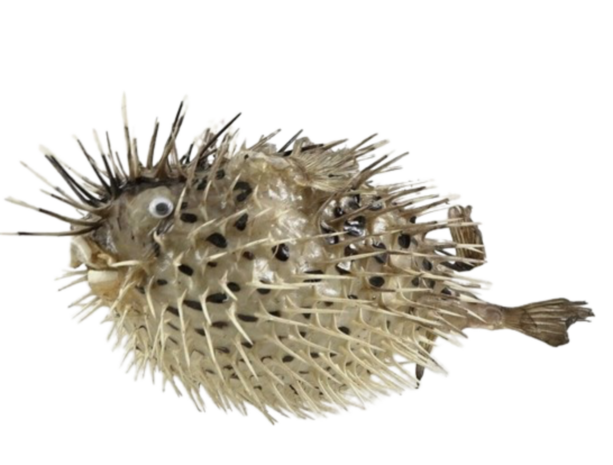 Porcupine fish small
