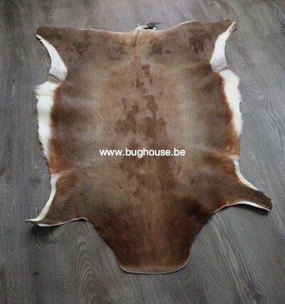 Blesbok skin - Damaliscus pygargus phillipsi - 