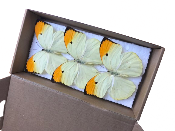 Set of 3 spread Anteos Menippe butterflies (Mounted)