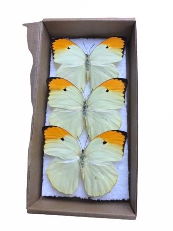 Set of 3 spread Anteos Menippe butterflies (Mounted)