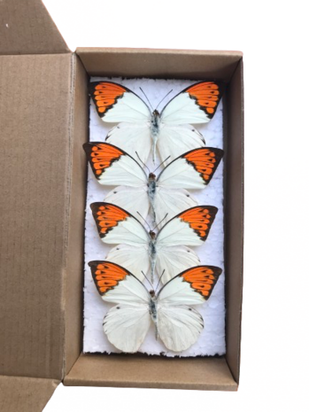 Set of 4 spread Hebomia Glaucippe Celebensis butterflies (Mounted)