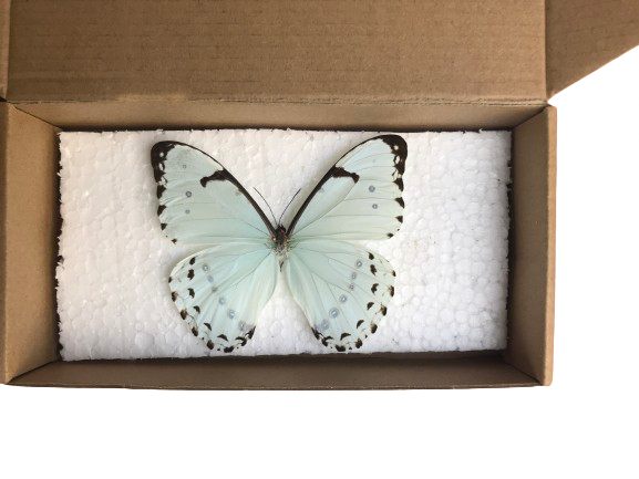 Spread (1piece) Morpho Catenaria