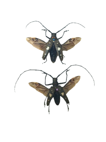 SPREAD COUPLE Batocera Celebians (Sulawesi) ♂︎ (Male + Female)