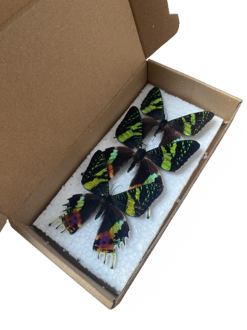 Set of 3 spread Urania Ripheus butterflies (Mounted)