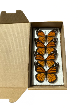 Ensemble de 4 papillons Danaus Plexippus (Mounted) Ailes ouverte