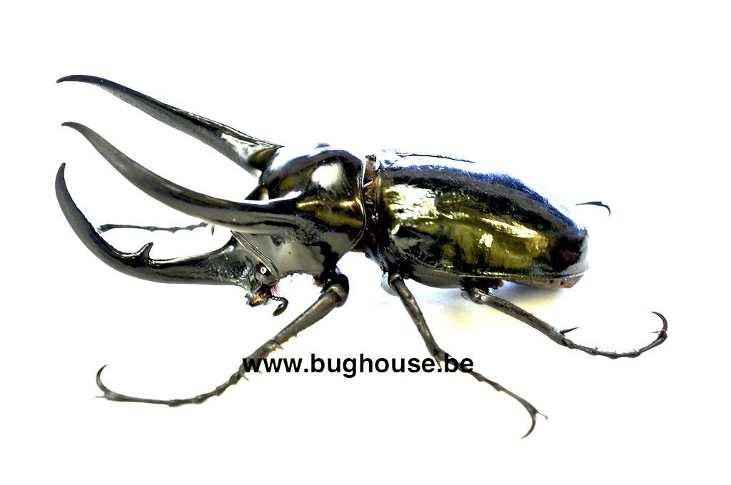 Caucasus-Käfer, Chalcosoma caucasus kaufen