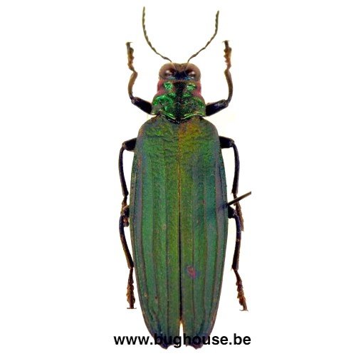 Demochroa Detanii (Peleng) - Bughouse insecten en entomologie winkel