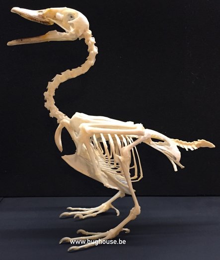 Duck Skeleton (Nuscovy duck) - Bughouse the online insect and ...